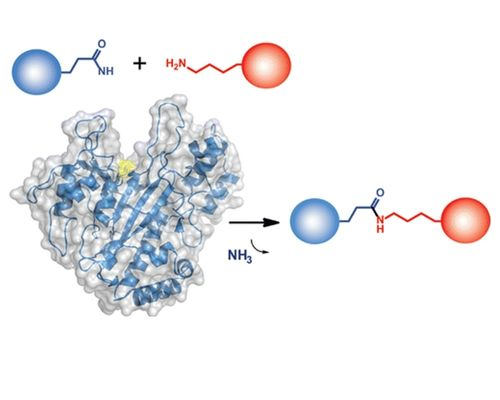 What is Microbial Transglutaminase?