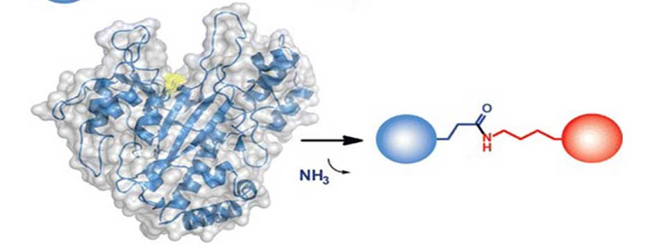 What is Microbial Transglutaminase